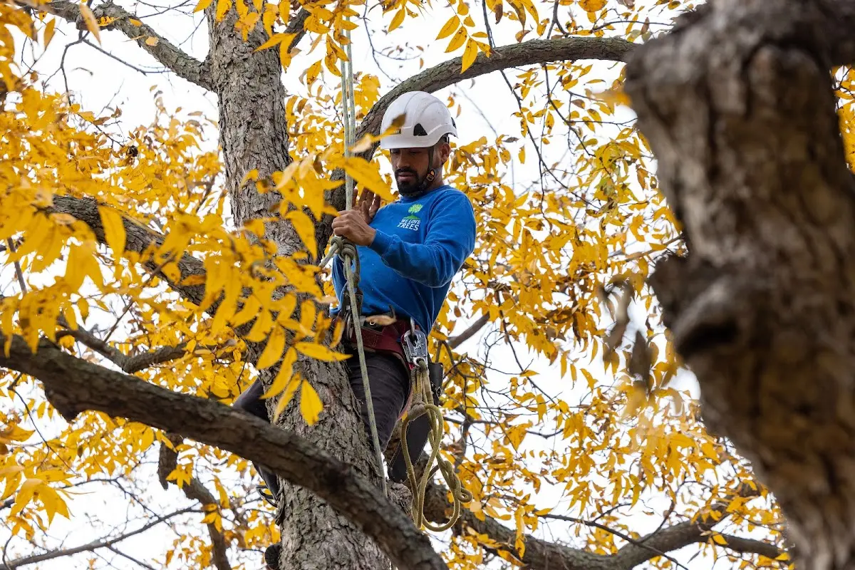 Skilled Tree Pruning crew working in Moonachie
