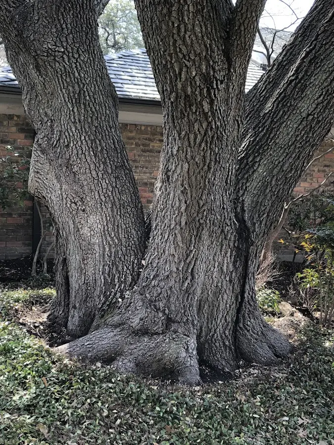 Mature heritage tree close to a Moonachie property cared for by certified arborists